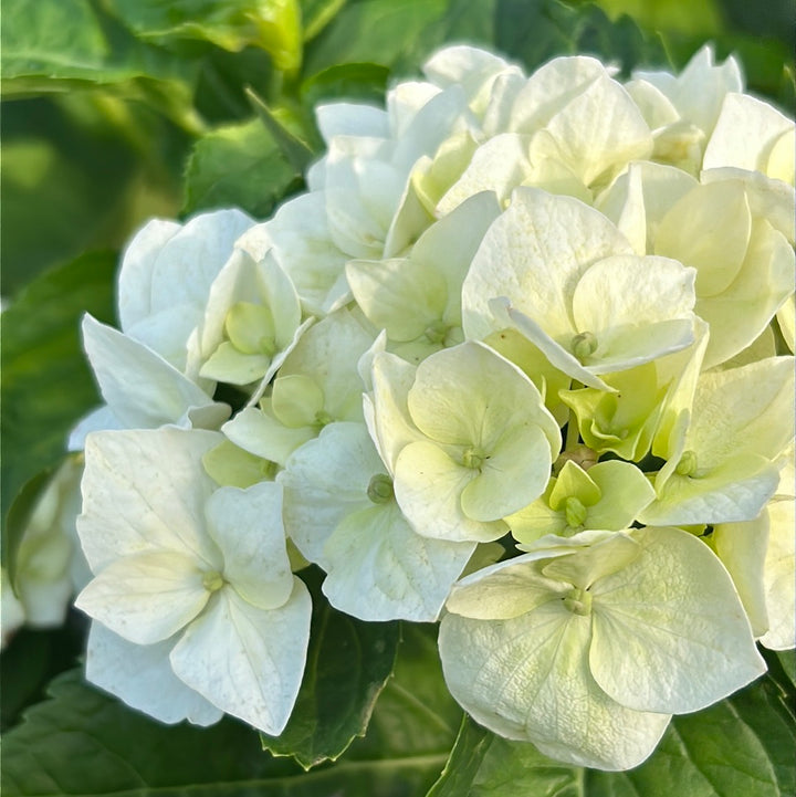 Fuji Waterfall Hydrangea with cascading double white lacecap flowers