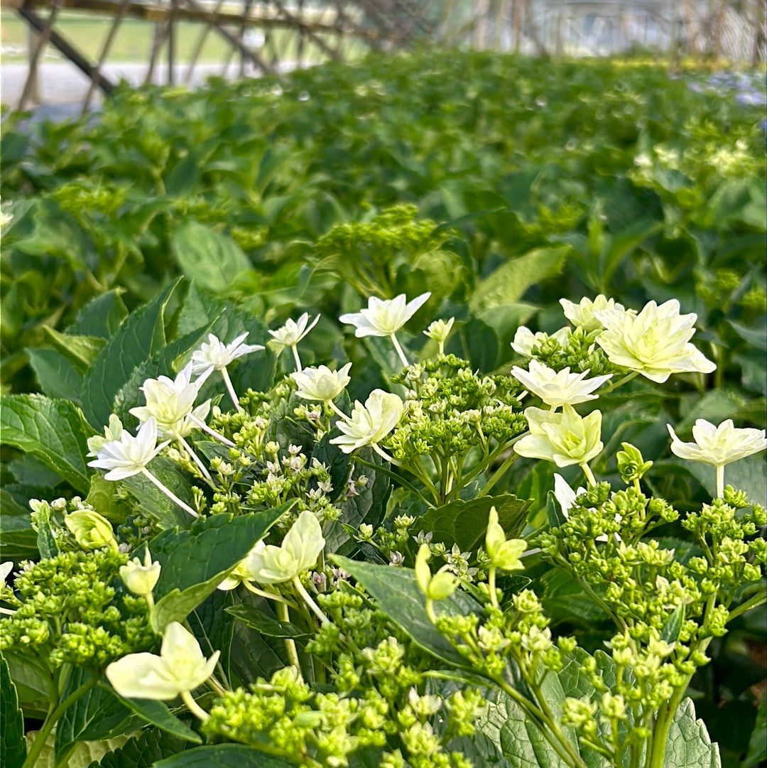 Fuji Waterfall Hydrangea with cascading double white lacecap flowers