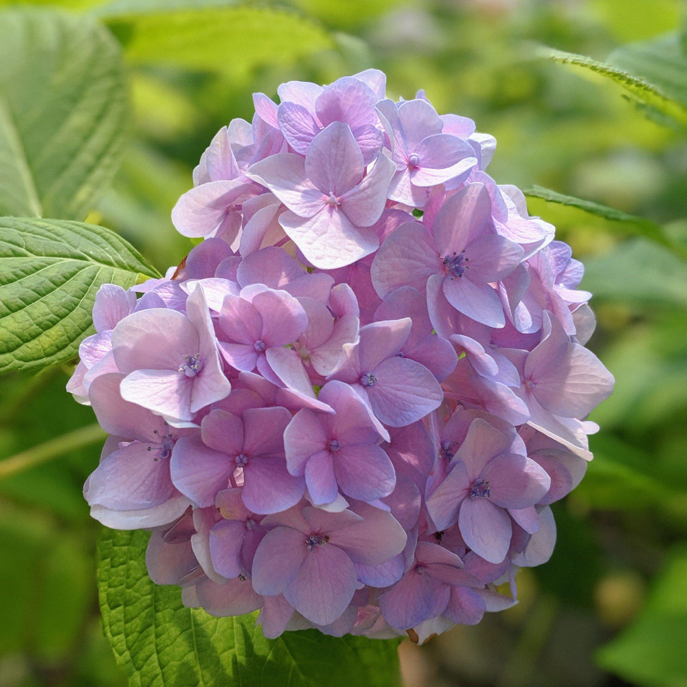 Nikko Blue Hydrangea with bright milky blue mophead flowers
