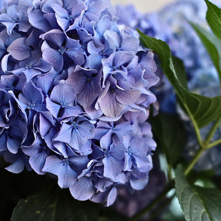 Nikko Blue Hydrangea with bright milky blue mophead flowers