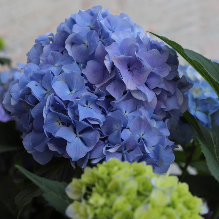 Nikko Blue Hydrangea with bright milky blue mophead flowers
