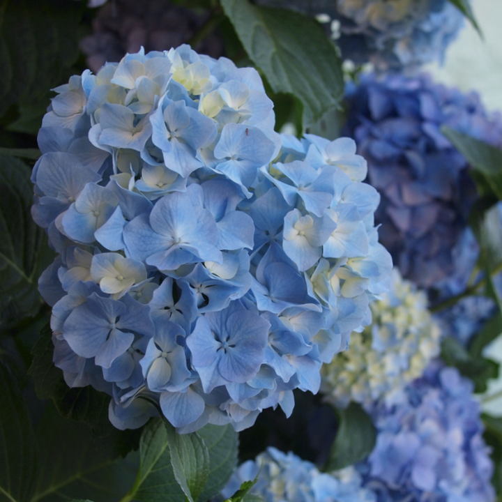 Nikko Blue Hydrangea with bright milky blue mophead flowers