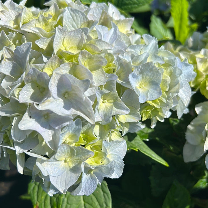 Nikko Blue Hydrangea with bright milky blue mophead flowers