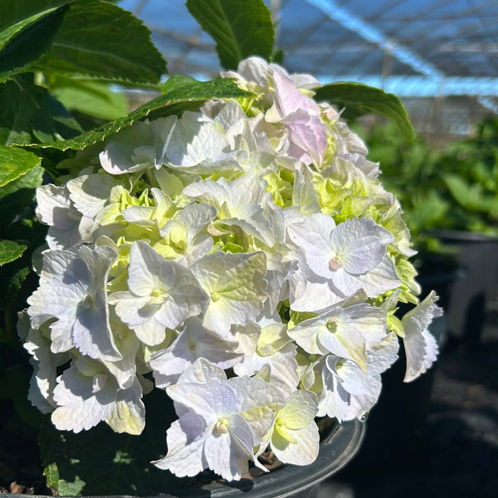 Nikko Blue Hydrangea with bright milky blue mophead flowers
