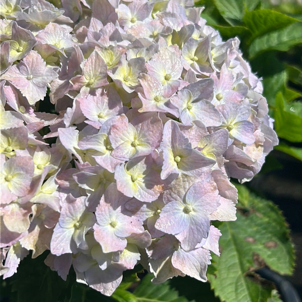 Nikko Blue Hydrangea with bright milky blue mophead flowers