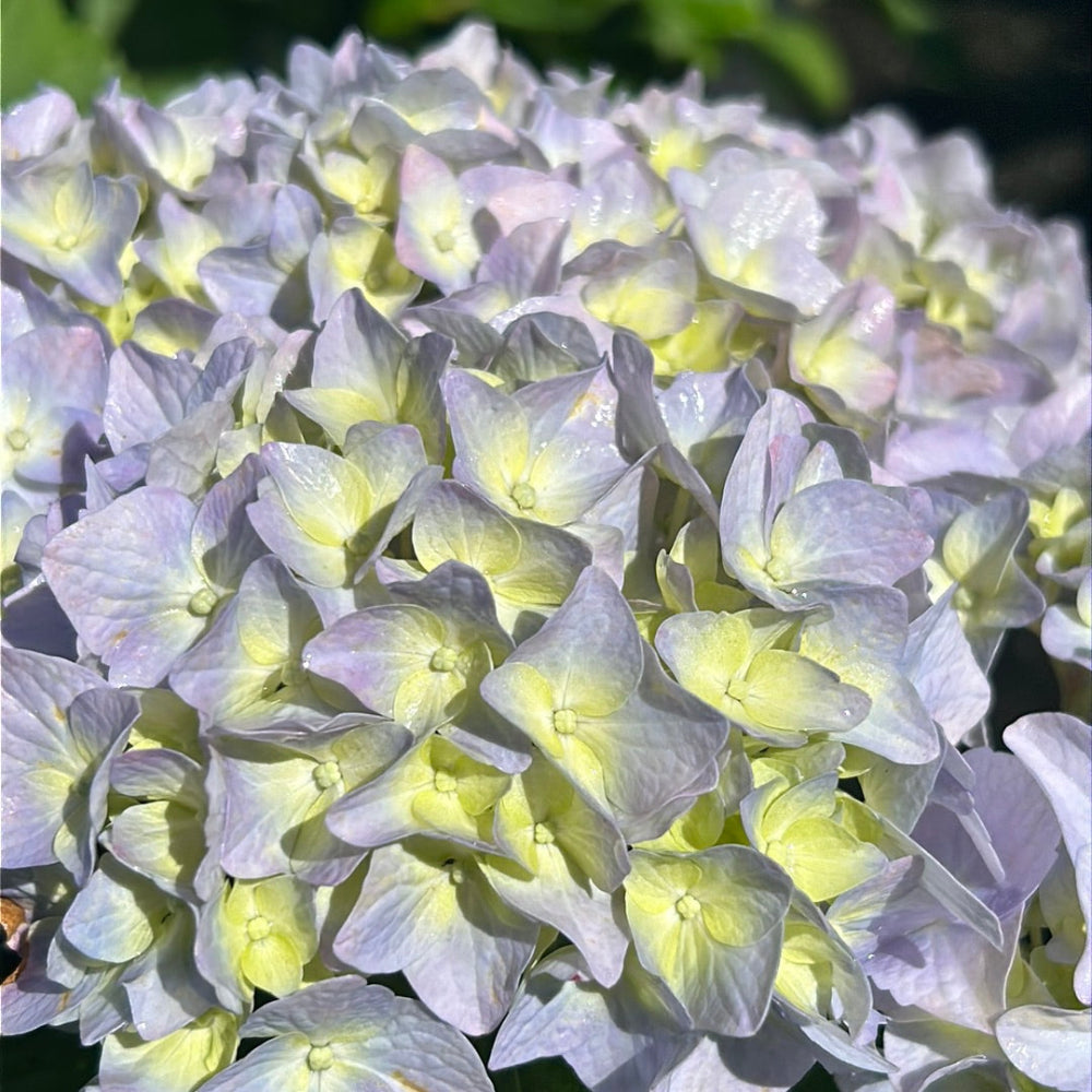 Nikko Blue Hydrangea with bright milky blue mophead flowers