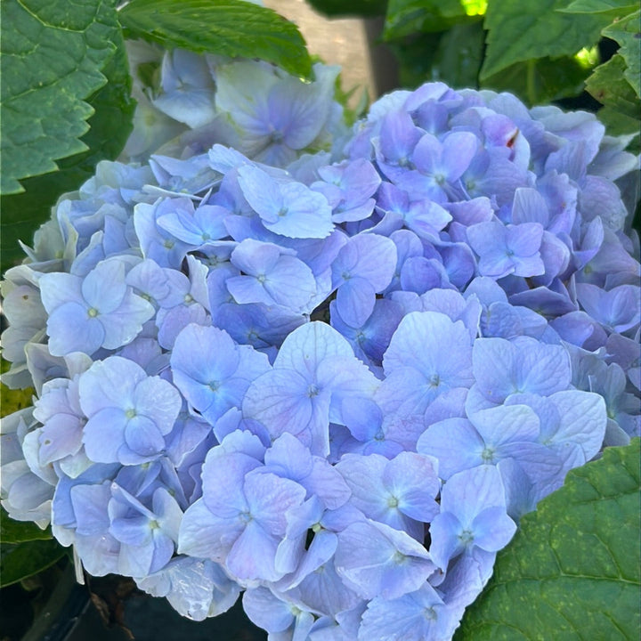 Nikko Blue Hydrangea with bright milky blue mophead flowers