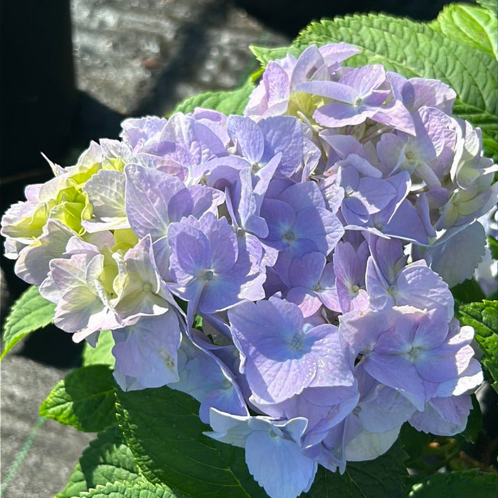 Nikko Blue Hydrangea with bright milky blue mophead flowers