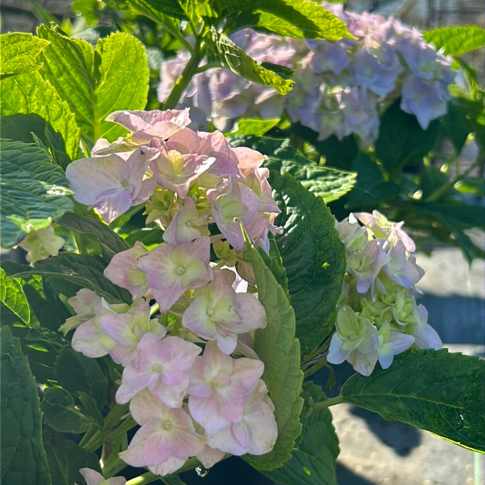 Nikko Blue Hydrangea with bright milky blue mophead flowers