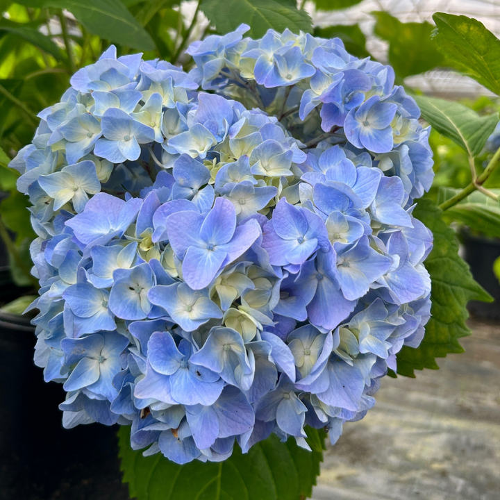 Penny Mac Hydrangea with large blue mophead flowers