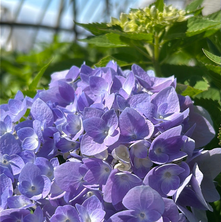 Penny Mac Hydrangea with large blue mophead flowers
