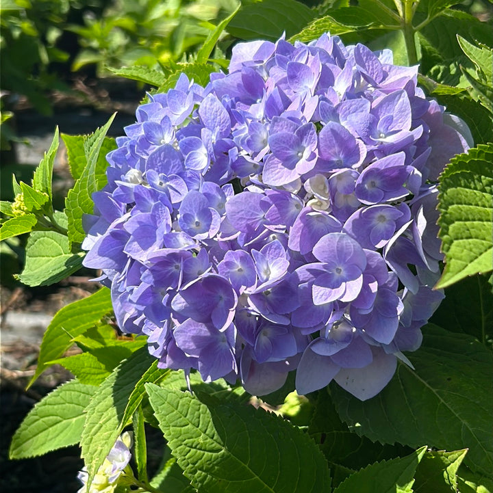 Penny Mac Hydrangea with large blue mophead flowers