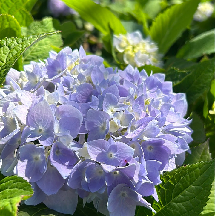 Penny Mac Hydrangea with large blue mophead flowers