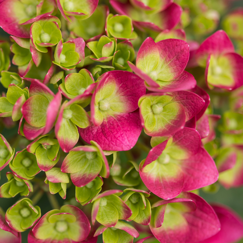 Summer Crush Hydrangea with raspberry red mophead flowers
