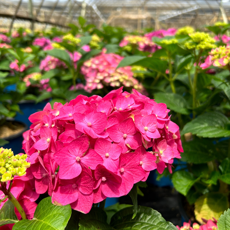 Hydrangea Summer Crush #3