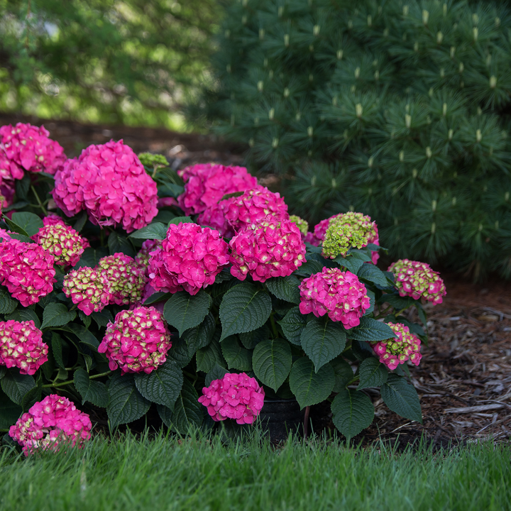 Summer Crush Hydrangea with raspberry red mophead flowers