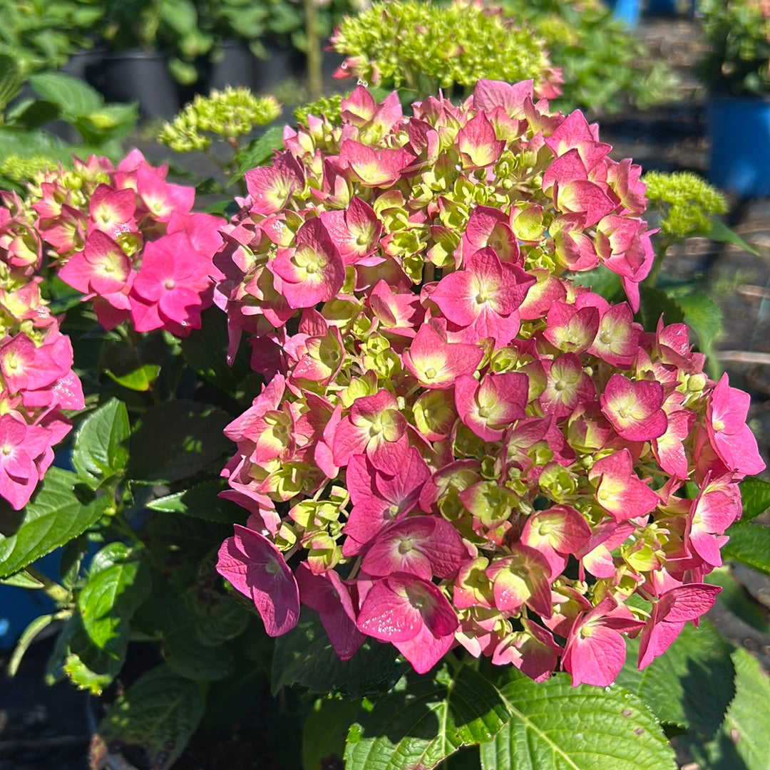 Hydrangea Summer Crush #3
