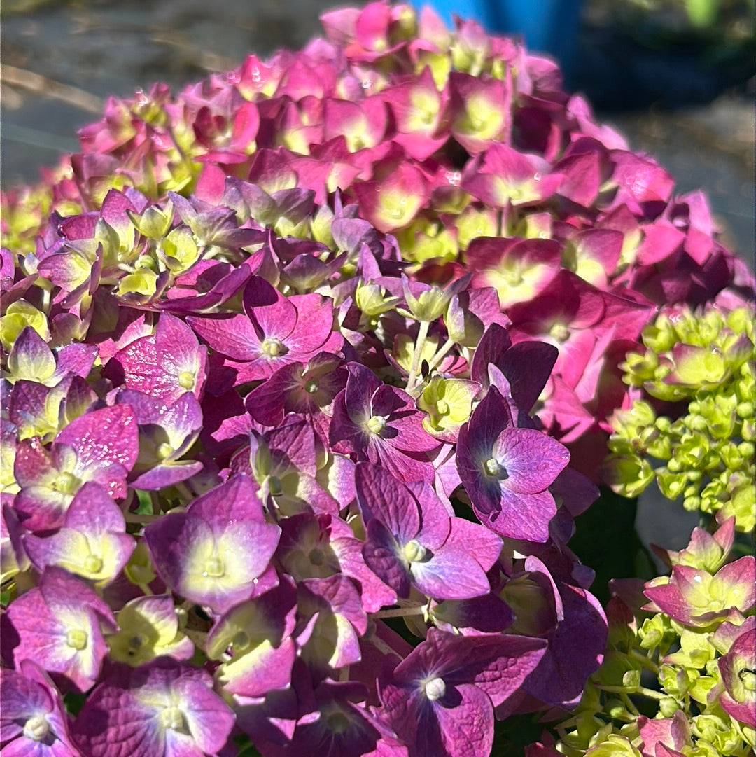 Summer Crush Hydrangea with raspberry red mophead flowers