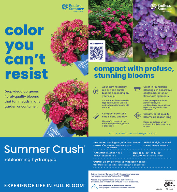 Summer Crush Hydrangea with raspberry red mophead flowers