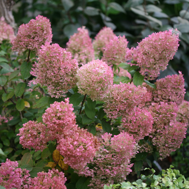 Bobo Hydrangea covered with white panicles aging to pink