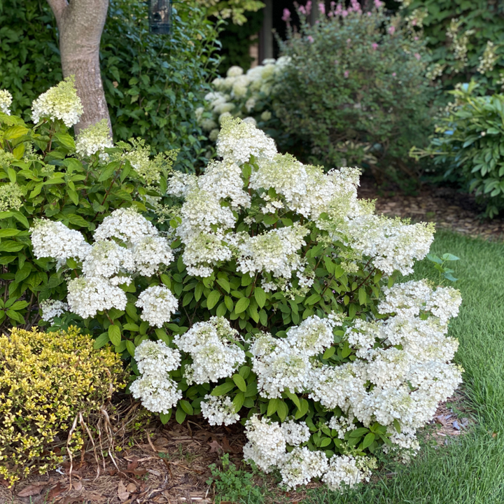 Bobo Hydrangea covered with white panicles aging to pink