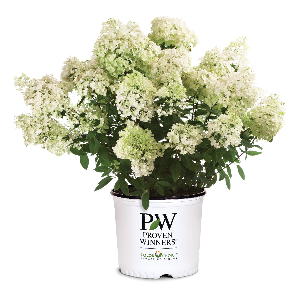 Bobo Hydrangea covered with white panicles aging to pink