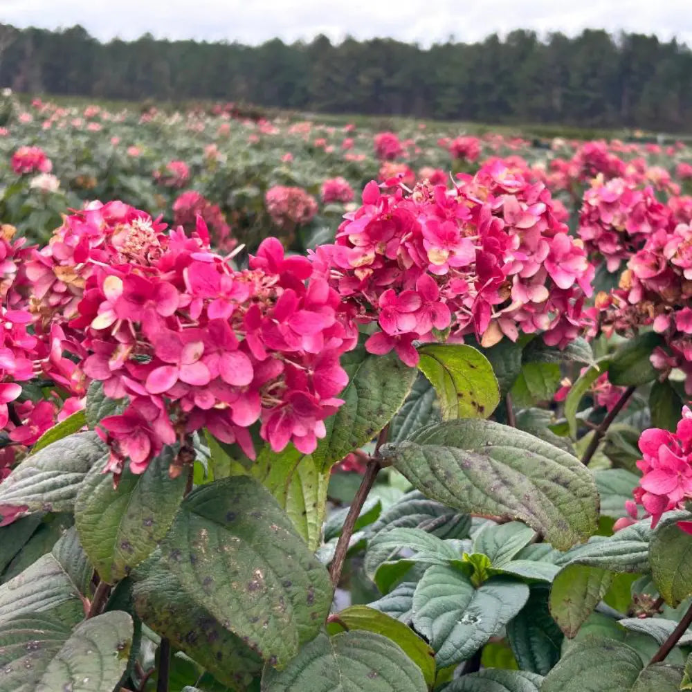 Fire Light Hydrangea with white panicles turning pomegranate red