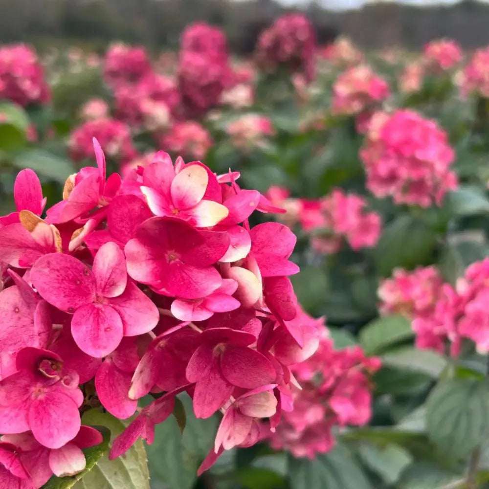 Fire Light Hydrangea with white panicles turning pomegranate red