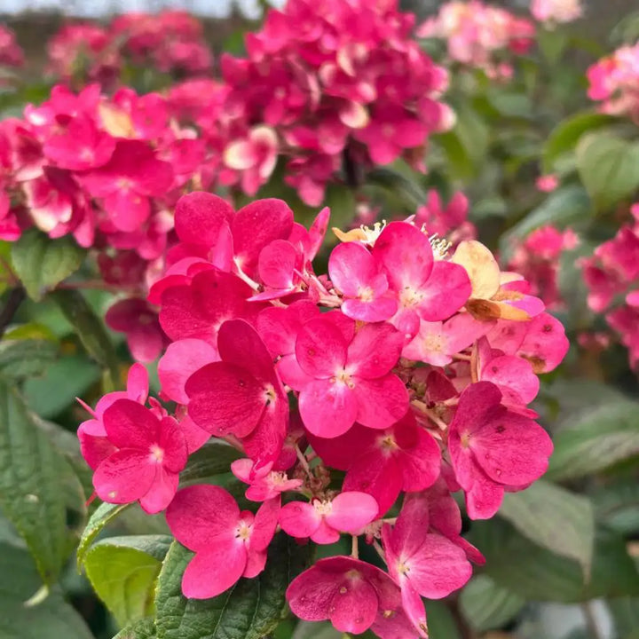 Fire Light Hydrangea with white panicles turning pomegranate red