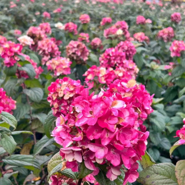 Fire Light Hydrangea with white panicles turning pomegranate red
