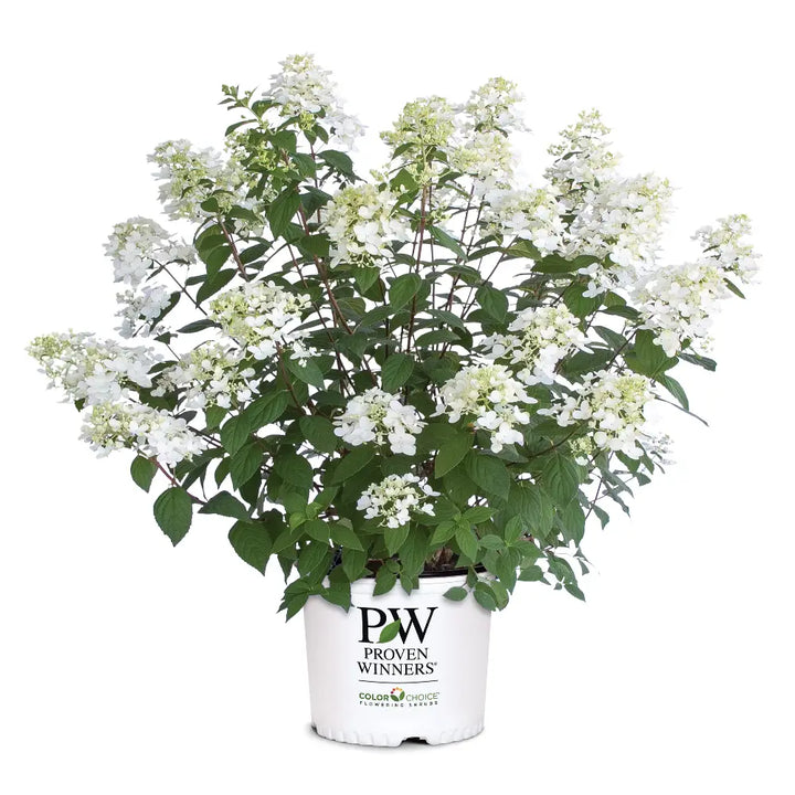 Fire Light Hydrangea with white panicles turning pomegranate red
