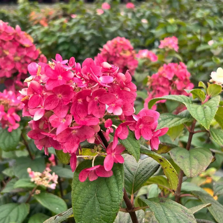 Fire Light Hydrangea with white panicles turning pomegranate red
