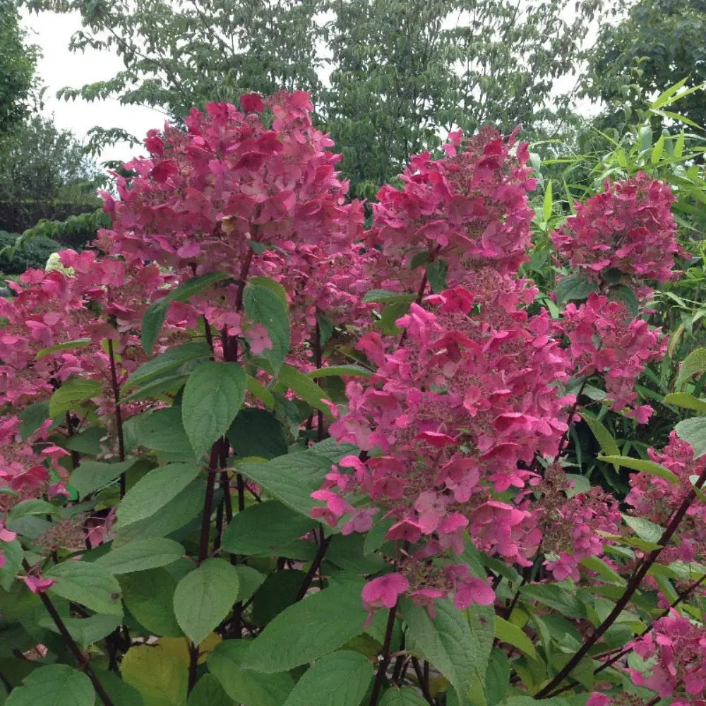 Fire Light Hydrangea with white panicles turning pomegranate red