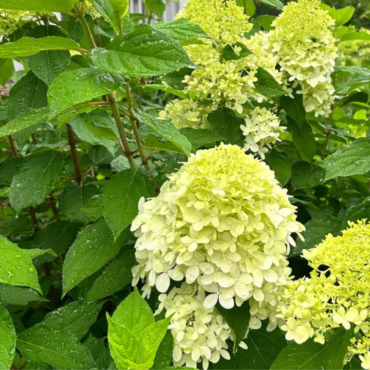 Limelight Hydrangea with large lime green panicle flowers