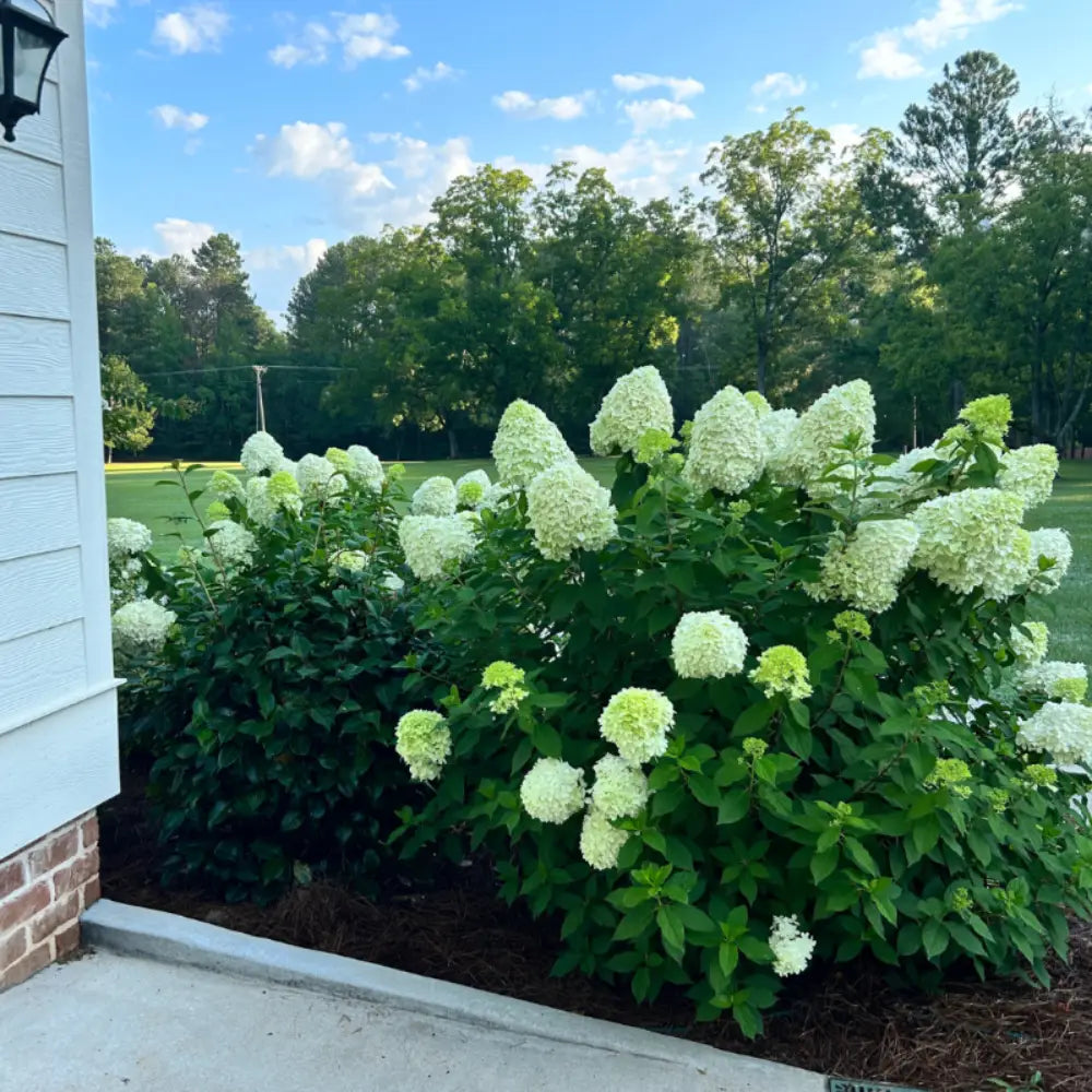 Limelight Hydrangea with large lime green panicle flowers