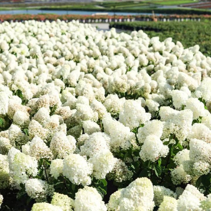 Limelight Hydrangea with large lime green panicle flowers