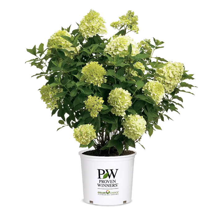 Limelight Hydrangea with large lime green panicle flowers