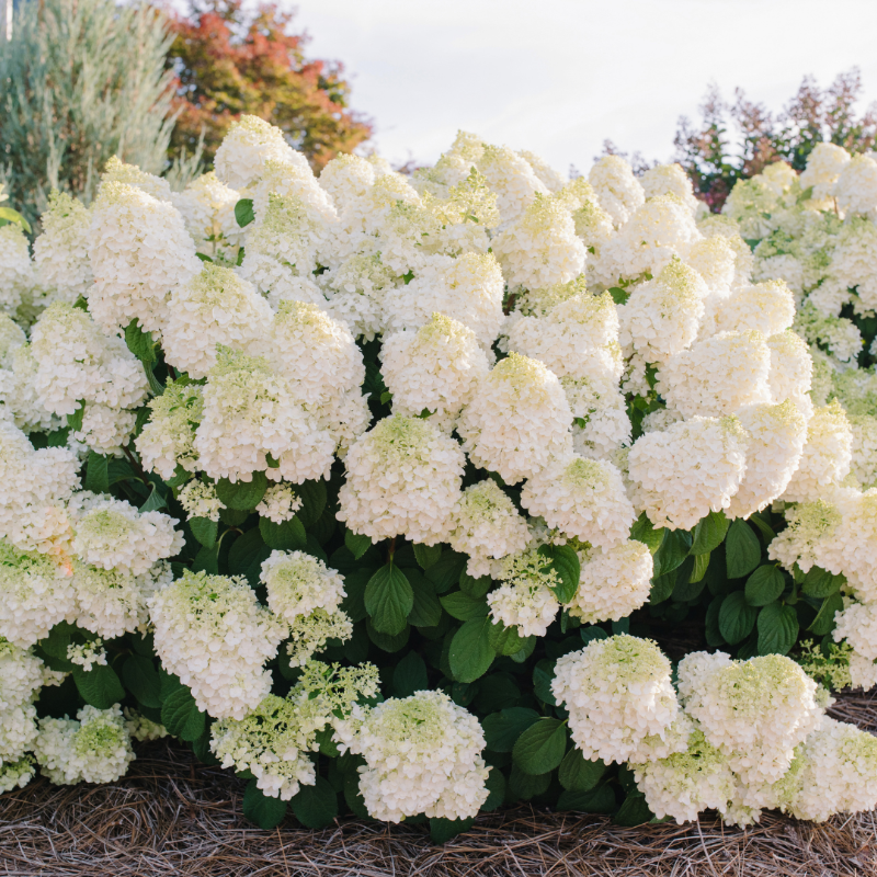 Little Hottie Hydrangea with full white panicles on sturdy stems