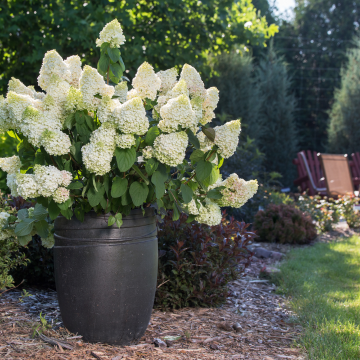 Little Hottie Hydrangea with full white panicles on sturdy stems