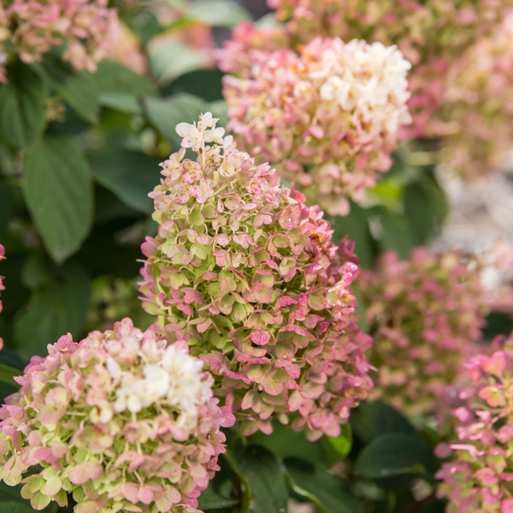 Little Hottie Hydrangea with full white panicles on sturdy stems
