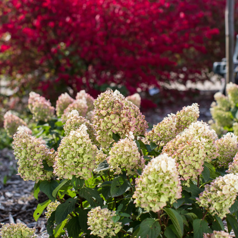 Little Hottie Hydrangea with full white panicles on sturdy stems