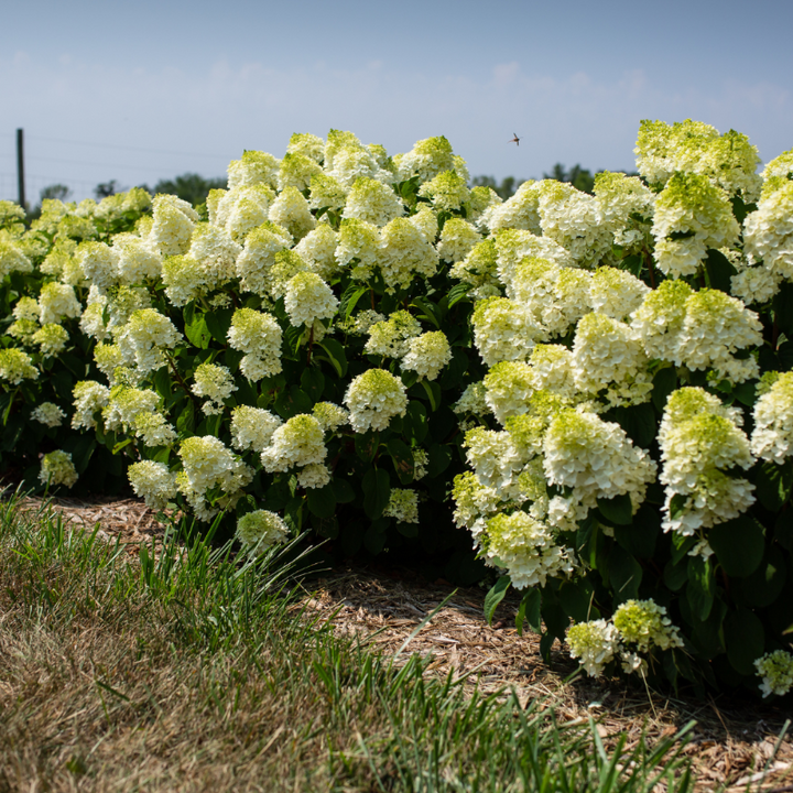 Little Hottie Hydrangea with full white panicles on sturdy stems
