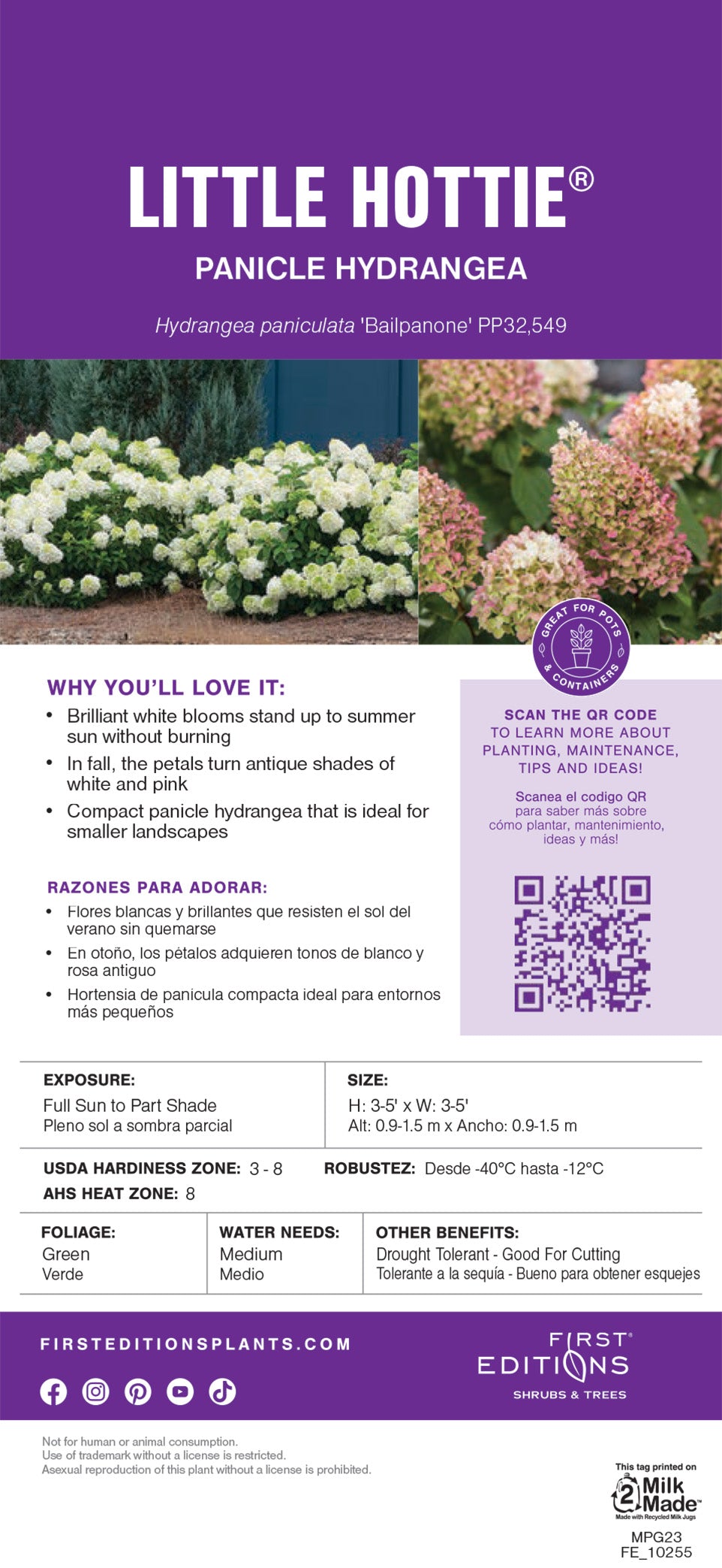 Little Hottie Hydrangea with full white panicles on sturdy stems