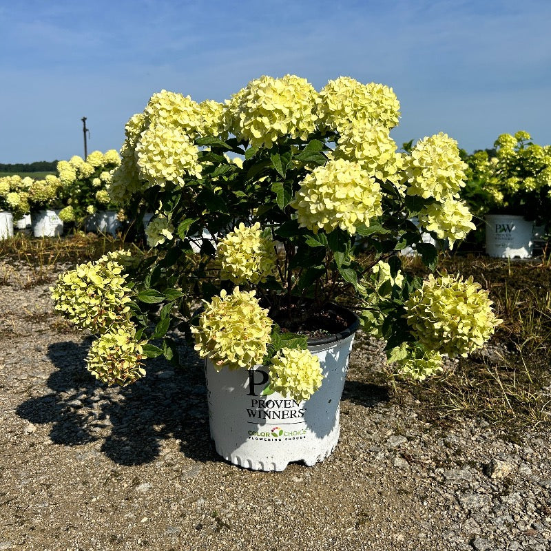 Little Lime Hydrangea with soft green flowers turning pink