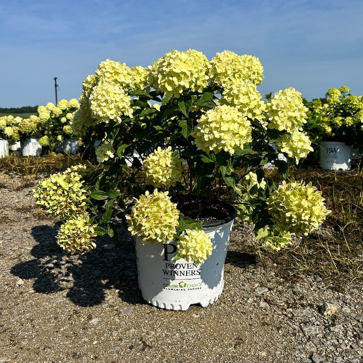 Little Lime Hydrangea with soft green flowers turning pink