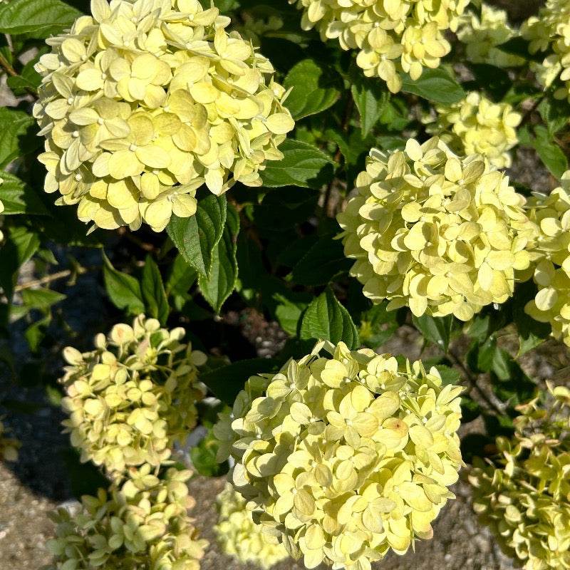 Little Lime Hydrangea with soft green flowers turning pink
