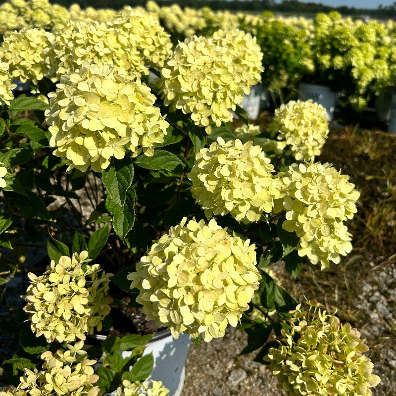 Little Lime Hydrangea with soft green flowers turning pink