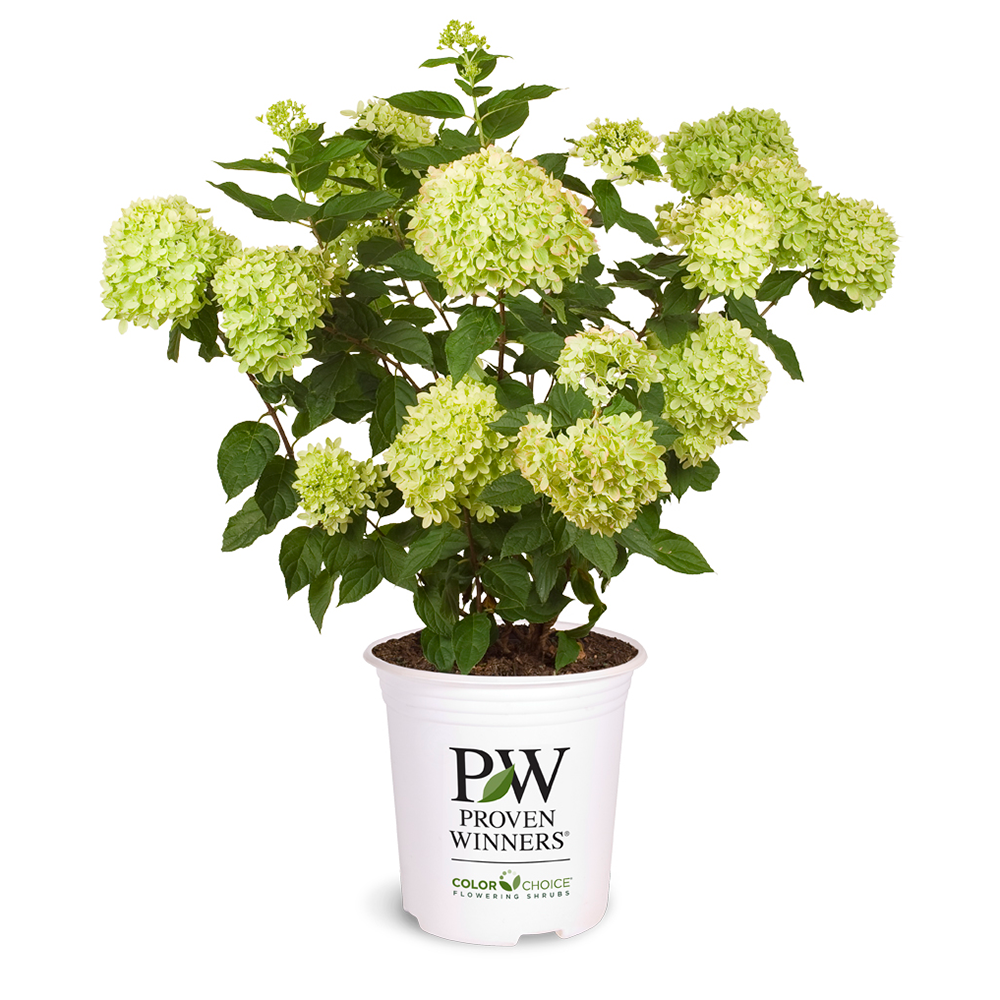 Little Lime Hydrangea with soft green flowers turning pink