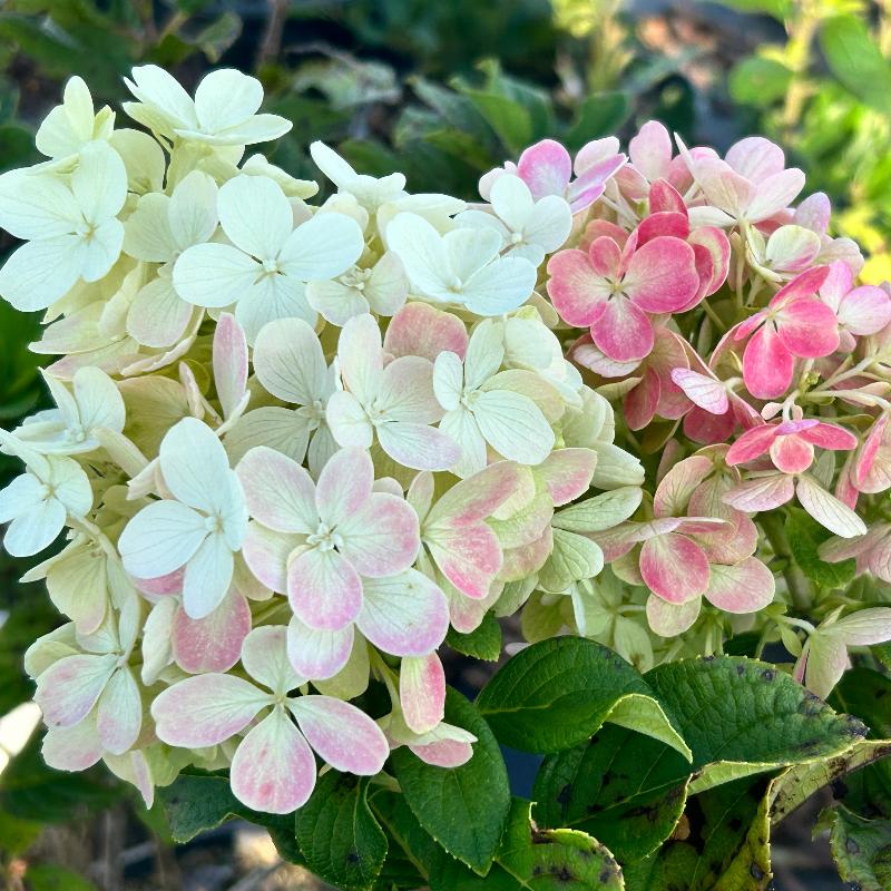 Little Lime Punch Hydrangea with green white pink and red flowers