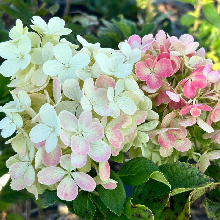 Little Lime Punch Hydrangea with green white pink and red flowers